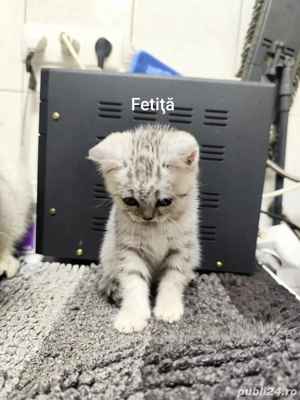 Vand pisici - imagine 5