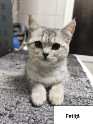 Vand pisici - imagine 4