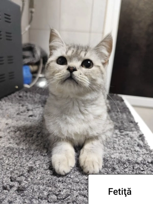 Vand pisici - imagine 3