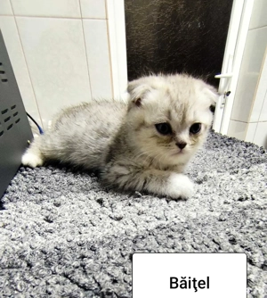 Vand pisici - imagine 2