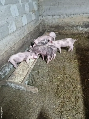 purcei 8 saptamani de vanzare