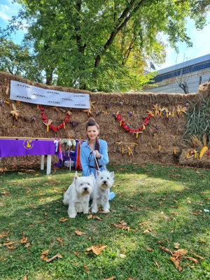   Pui Westie deosebiți   disponibili acum!   - imagine 4