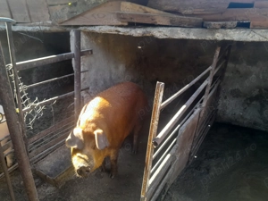 Vînd porc duroc original  - imagine 2