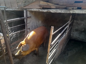Vînd porc duroc original 