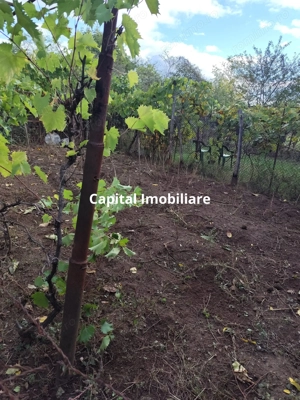 Casa Baicoi 120mp. Valea Stelii - imagine 10