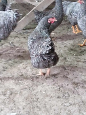 gaini plymouth rock - imagine 3