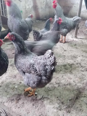 gaini plymouth rock - imagine 2