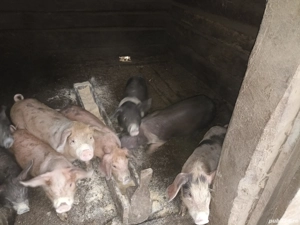 de vânzare  - imagine 3