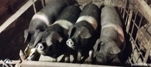 de vânzare  - imagine 2 de vânzare  - imagine 2