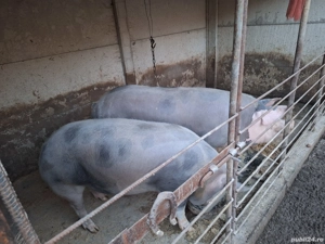 poeci rasa pietran - imagine 2