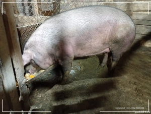 vand scroafa pentru sacrificare 