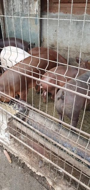Porci de diferite mărimi! - imagine 4