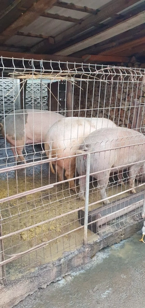 Porci de diferite mărimi! - imagine 3
