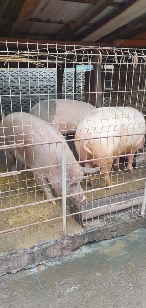 Porci de diferite mărimi! - imagine 2