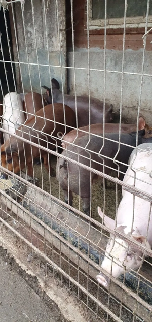 Porci de diferite mărimi! - imagine 5