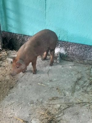 Vînd purceii duroc  - imagine 2