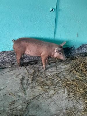 Vînd purceii duroc  - imagine 3
