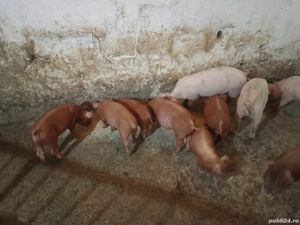 porci duroc  - imagine 2 porci duroc  - imagine 2