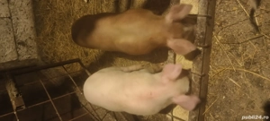 Purcei de vanzare - imagine 2