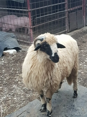 vand berbec breaz - imagine 2 vand berbec breaz - imagine 2