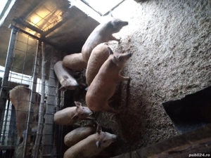 de vanzare - imagine 2