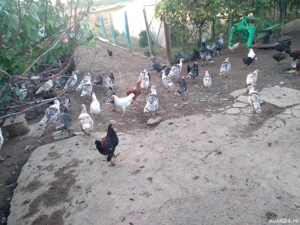 de vanzare - imagine 4