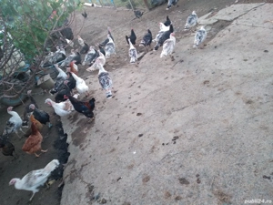 de vanzare - imagine 3