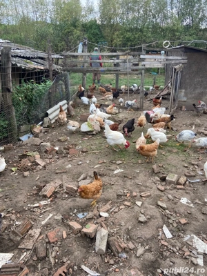 Vand Gaini - imagine 2 Vand Gaini - imagine 2