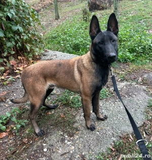 Schimb Ciobanesc Belgian Malinois 