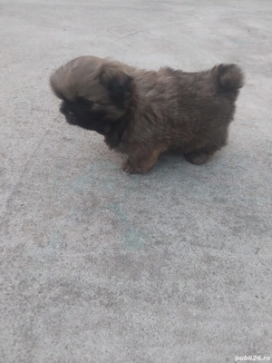 Pechinez imperial  - imagine 5