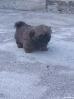 Pechinez imperial  - imagine 4