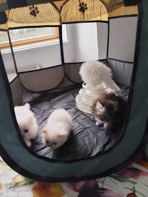 Pui persani  superbi așteaptă stăpân iubitor  - imagine 3