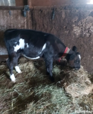 Vitea de vânzare  - imagine 3 Vitea de vânzare  - imagine 3