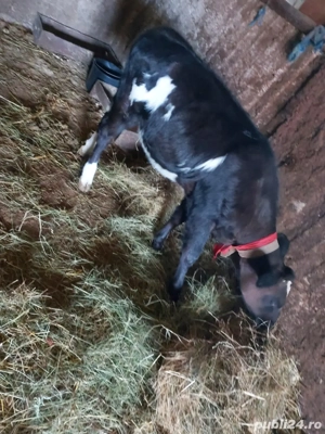 Vitea de vânzare  - imagine 4 Vitea de vânzare  - imagine 4