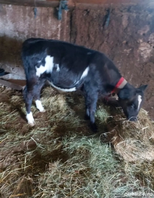 Vitea de vânzare  - imagine 2 Vitea de vânzare  - imagine 2