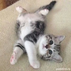 Siberian de Padure  - imagine 2