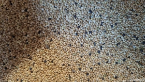 seminte mei pentru papagali  - imagine 3