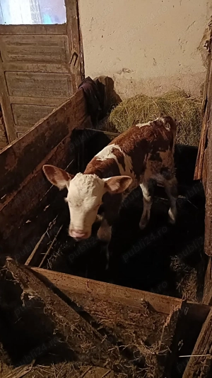 Schimb vițea cu tăuraș sau vând 