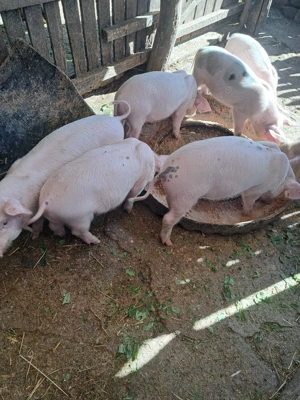 De vanzare  - imagine 3