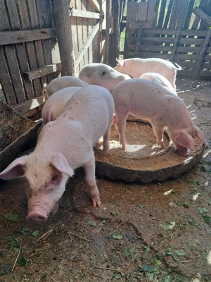 De vanzare  - imagine 2