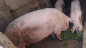 Vând porci intre 80-200