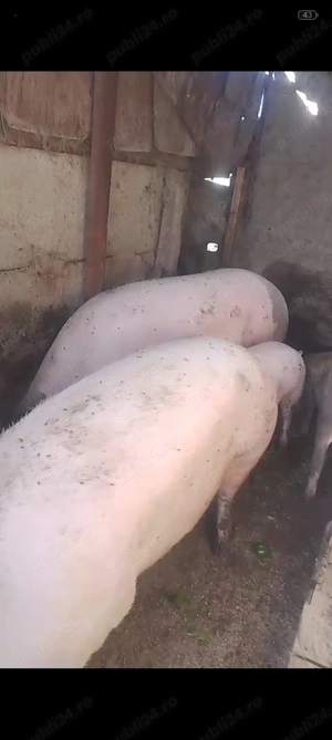 Vând porci intre 80-200 - imagine 2