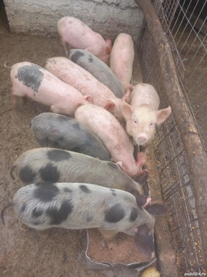 vând purcei - imagine 3 vând purcei - imagine 3