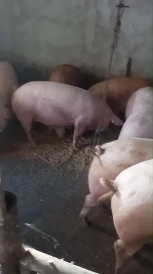 Grasuni cu 14 lei pe kg - imagine 2