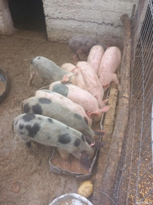 vând purcei - imagine 2 vând purcei - imagine 2