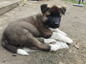 Akita American  - imagine 3