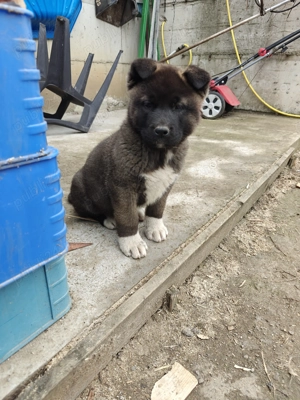 Akita American 