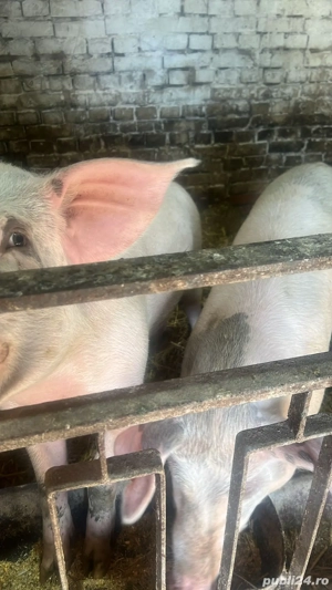 Vand porci de carne Landrace 140-250kg de curte! bio - imagine 3