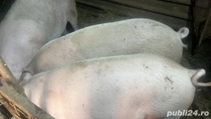 Vand porci de carne Landrace 140-250kg de curte! bio