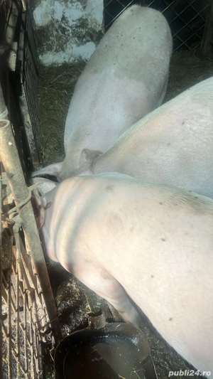 Vand porci de carne Landrace 140-250kg de curte! bio - imagine 2